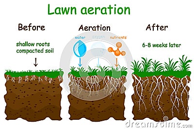 Lawn aeration stage illustration. Before and after aeration. Vector Illustration