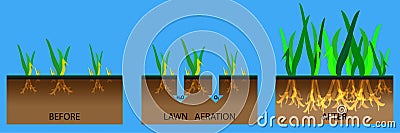 Lawn aeration stage illustration. Lawn aeration process steps before and after, lawn grass. Gardening grass lawncare, landscaping Cartoon Illustration