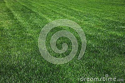 Lawn with green grass mowed background. Stock Photo