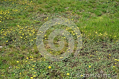 Lawn in backyard in bad condition need weed control Stock Photo