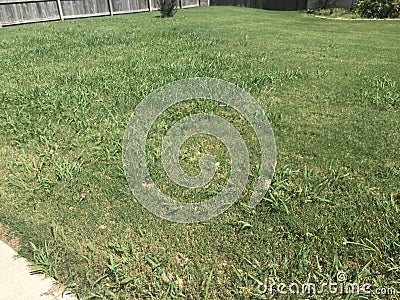 Crabgrass that has taken over a Lawn Stock Photo