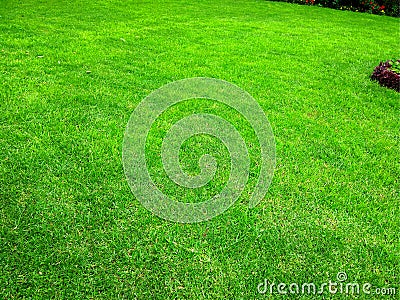 Lawn-Beutiful-green-grass Stock Photo