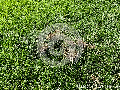 Lawn care - removal of dry grass.Green grass and dry grass Stock Photo
