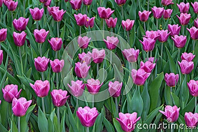 Lawn of colorful tulips in the spring Park Stock Photo