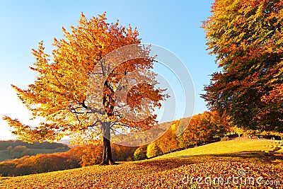 On the lawn covered with leaves at the high mountains there is a lonely nice lush strong tree. Beautiful autumn sunny day. Stock Photo