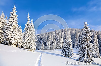 On the lawn covered with snow the nice trees are standing poured with snowflakes in frosty winter day. Stock Photo