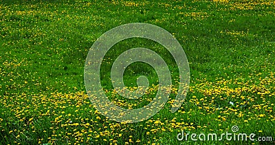 Lawn with dandelions Stock Photo