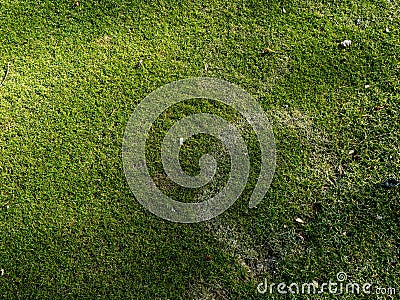 Lawn disease on golf course caused by fungus fusarium blight Stock Photo