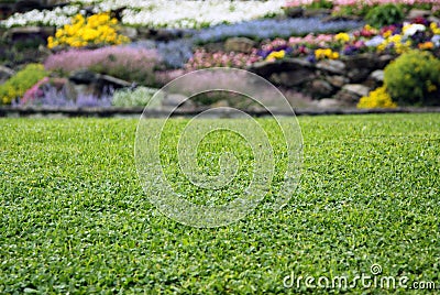 Lawn with flowers Stock Photo
