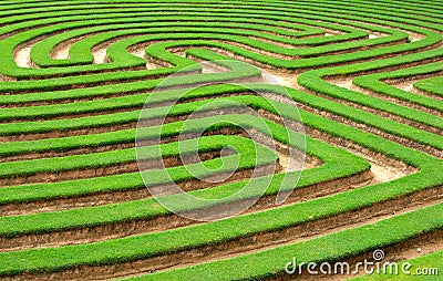 lawn or grass Garden maze Stock Photo