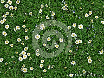 Lawn with many white daisies Stock Photo