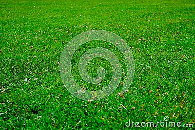 A lawn mowed by a robotic lawnmower in a public park. Texture of lush green grass Stock Photo