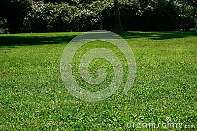 A lawn mowed by a robotic lawnmower in a public park. Texture of lush green grass Stock Photo