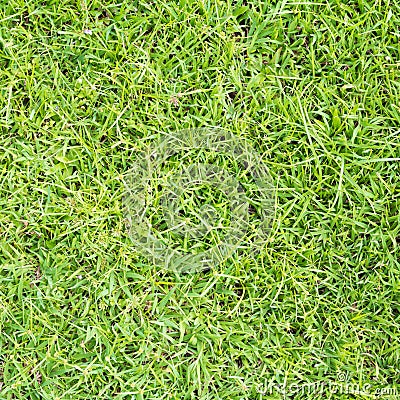 Lawn ( Real grass ) Stock Photo