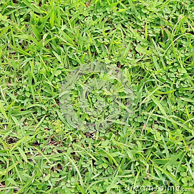 Lawn ( Real grass ) Stock Photo