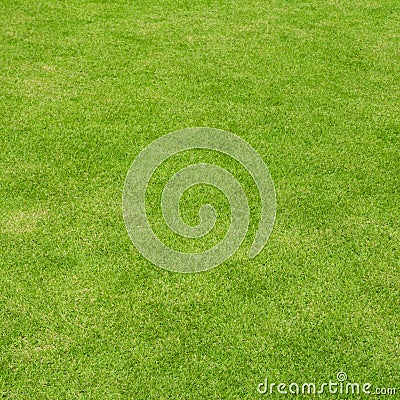 Lawn ( Real grass ) Stock Photo