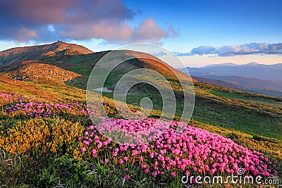 Lawn with rhododendron flowers. Mountains landscapes. The wide trail. Location Carpathian mountain, Ukraine, Europe. Spring Stock Photo