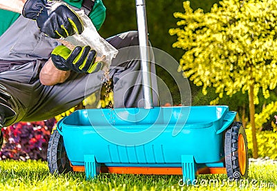 Fertilize Turf by Gardener Stock Photo