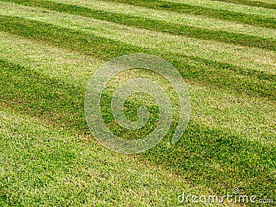 Lawn stripe background freshly mowed Stock Photo