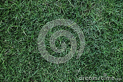 Lawn Texture. Green Grass Background, Top view and Closeup of So Stock Photo