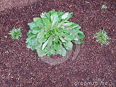 Lawn weed Stock Photo