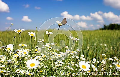 A lawn with white daisies Stock Photo