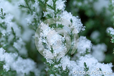 Lawson Cypress tree with snow background. Lawson Cypress Tree in winter. Chamaecyparis lawsoniana desktop wallpaper. Stock Photo