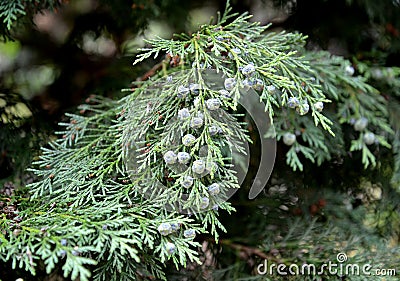 Lawson`s cypress Chamaecyparis lawsoniana A. Murray bis Parl.. Branch with green cones Stock Photo