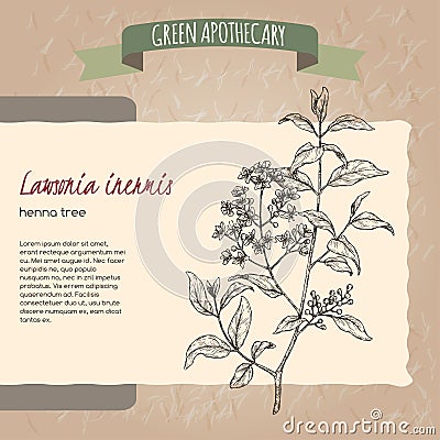 Lawsonia inermis aka henna tree sketch. Green apothecary series. Vector Illustration