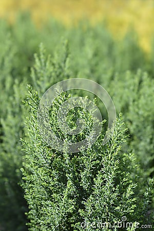 Lawsons Cypress Ellwoodii Stock Photo