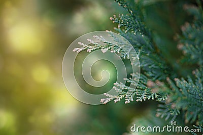 Lawsons Cypress, evergreen conifer, close up Stock Photo