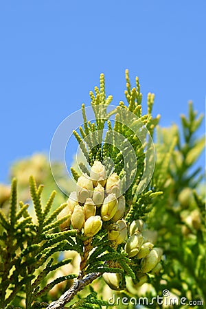 Lawsons Cypress Ivonne Stock Photo