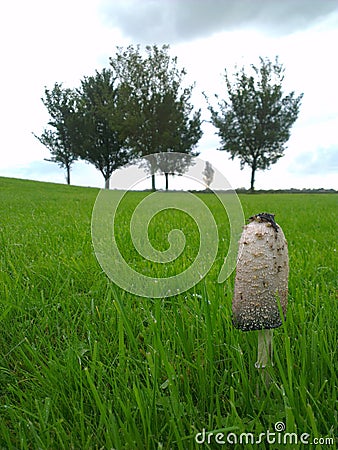 Lawyer`s wig common fungus/mushroom growing in a green field Stock Photo