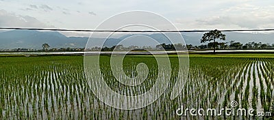 lay rice fields planted with rice Stock Photo