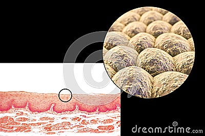 Layer of cells, light micrograph and illustration Cartoon Illustration