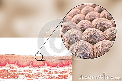 Layer of cells, light micrograph and illustration Cartoon Illustration