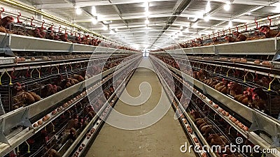 Layer Farm housing, Egg Hatchery or Chicken Eggs Stock Photo