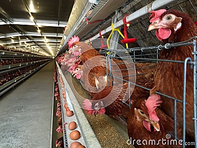 Layer Farm housing, Egg Hatchery or Chicken Eggs Stock Photo