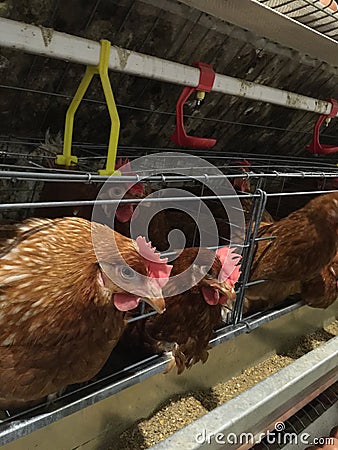 Layer Farm housing, Egg Hatchery or Chicken Eggs Stock Photo