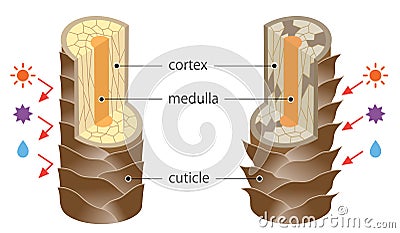 Layer of healthy and damaged hair structure. The hair shaft consists of cortex,cuticle, and medulla.hair care and beauty concept Vector Illustration