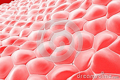 Layer of human cells Cartoon Illustration