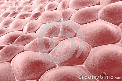 Layer of human cells Cartoon Illustration