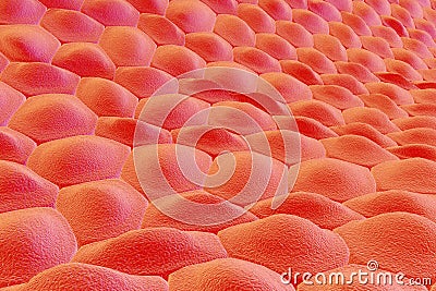 Layer of human cells Cartoon Illustration