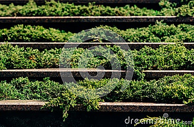 Layered composition of green plants Stock Photo