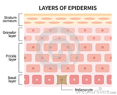 Layers of epidermis illustration isolated on white background. skin and health care concept Vector Illustration