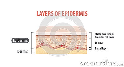 Layers of epidermis illustration vector on white background. Med Vector Illustration