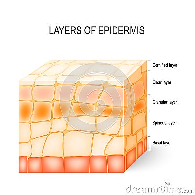 Layers of epidermis Vector Illustration