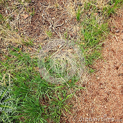 layers of grass and dirt a beautiful turf Stock Photo