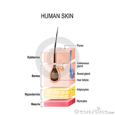 Layers of normal Human Skin Vector Illustration