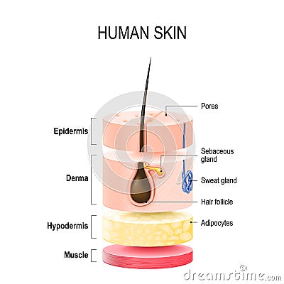 Layers Of Human Skin. Vector Illustration